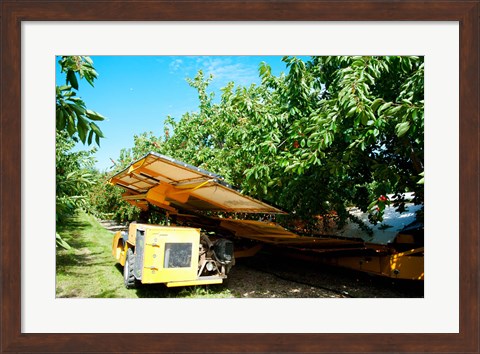 Framed Mechanical Harvester dislodging Cherries into large plastic tub, Provence-Alpes-Cote d&#39;Azur, France Print