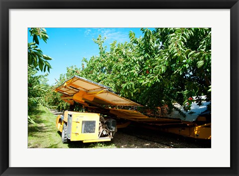 Framed Mechanical Harvester dislodging Cherries into large plastic tub, Provence-Alpes-Cote d&#39;Azur, France Print