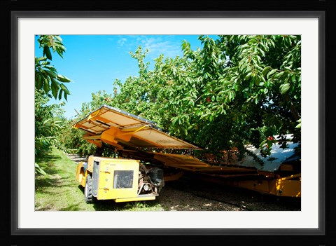Framed Mechanical Harvester dislodging Cherries into large plastic tub, Provence-Alpes-Cote d'Azur, France Print