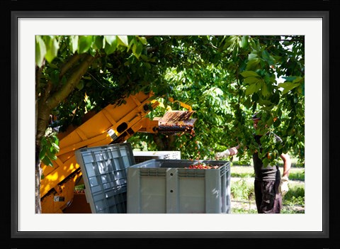 Framed Cherry Harvester, Cucuron, Vaucluse, Provence-Alpes-Cote d'Azur, France Print