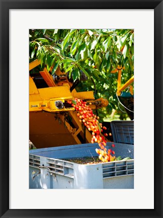 Framed Harvesting Cherries, Cucuron, Vaucluse, Provence-Alpes-Cote d&#39;Azur, France Print