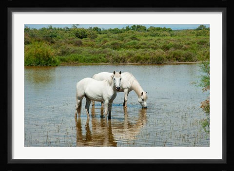 Framed Two Camargue White Horses in a Lagoon, Camargue, Saintes-Maries-De-La-Mer, Provence-Alpes-Cote d'Azur, France (horizontal) Print