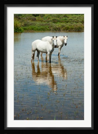 Framed Two Camargue White Horses in a Lagoon, Camargue, Saintes-Maries-De-La-Mer, Provence-Alpes-Cote d'Azur, France (vertical) Print