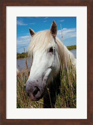 Framed Close up of White Camargue Horse, Camargue, Saintes-Maries-De-La-Mer, Provence-Alpes-Cote d&#39;Azur, France Print