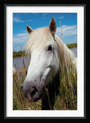 Framed Close up of White Camargue Horse, Camargue, Saintes-Maries-De-La-Mer, Provence-Alpes-Cote d'Azur, France Print