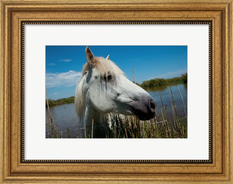Framed White Camargue Horse with Head over Fence, Camargue, Saintes-Maries-De-La-Mer, Provence-Alpes-Cote d&#39;Azur, France Print