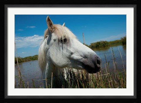 Framed White Camargue Horse with Head over Fence, Camargue, Saintes-Maries-De-La-Mer, Provence-Alpes-Cote d'Azur, France Print