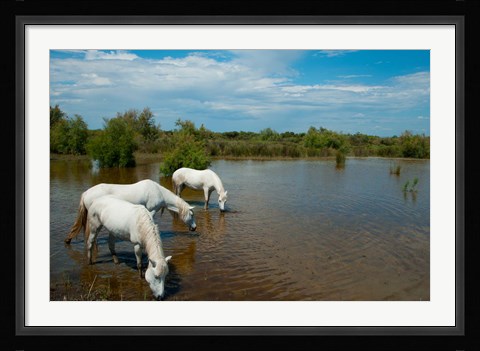 Framed Three white Camargue horses in a lagoon, Camargue, Saintes-Maries-De-La-Mer, Provence-Alpes-Cote d'Azur, France Print