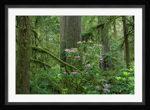 Framed Redwood trees and Rhododendron flowers in a forest, Jedediah Smith Redwoods State Park, Crescent City, California Print