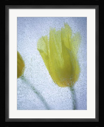 Framed Tulipanes Amarillos 32 2 Print
