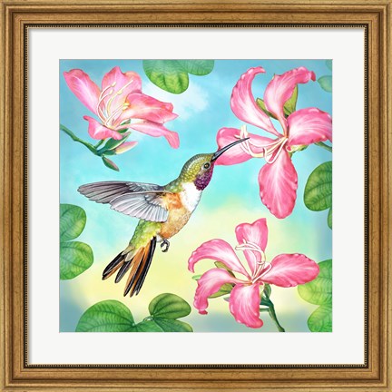 Framed Bahama Woodstar In Orchid Tree Print