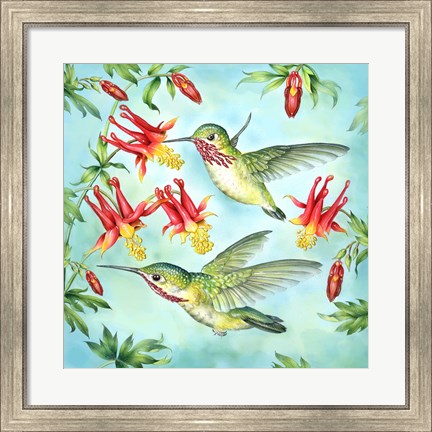 Framed Calliopes Hummingbirds Print