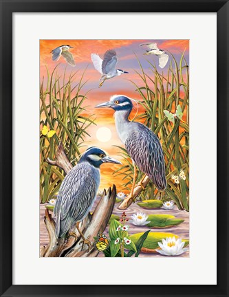 Framed Night Herons Print