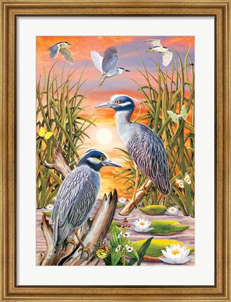 Framed Night Herons Print
