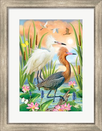 Framed Reddish Heron Two Phases Print