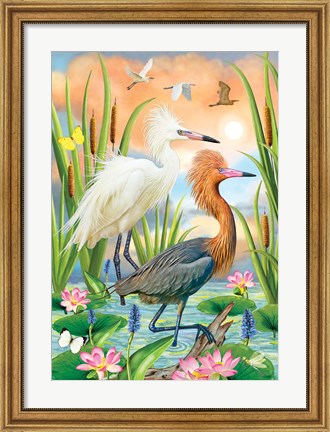 Framed Reddish Heron Two Phases Print