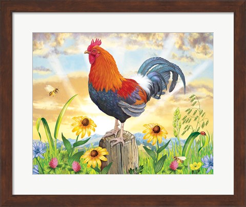 Framed Rooster At Dawn Print