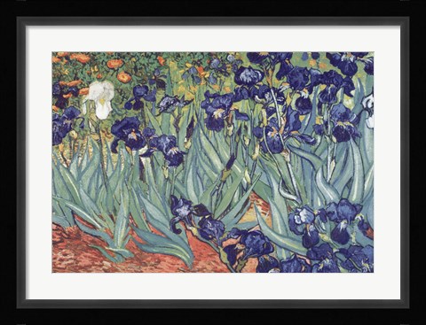 Framed Irises, Saint-Remy, c.1889 Print
