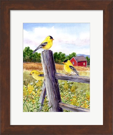 Framed Goldfinch Print