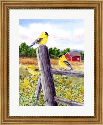 Framed Goldfinch Print