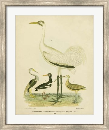 Framed Antique Crane &amp; Heron Print