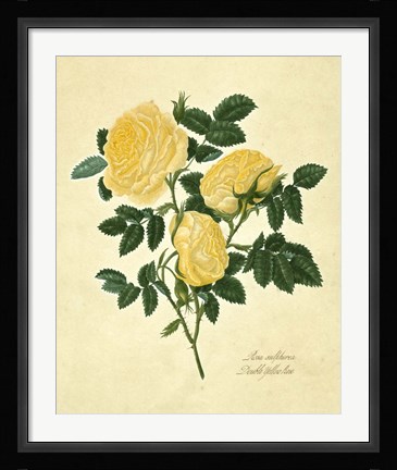 Framed Double Yellow Rose Print