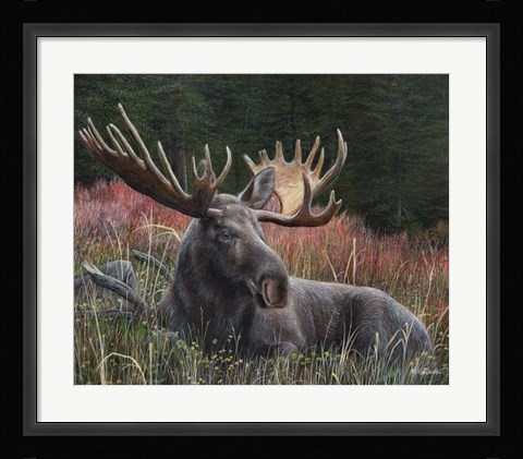 Framed Recumbent Moose Print