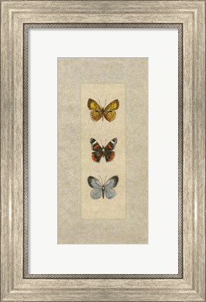 Framed Butterfly Trio II Print