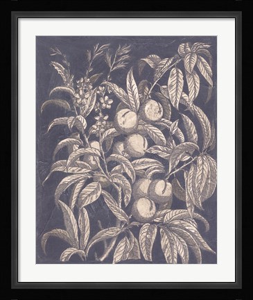 Framed Vintage Fruit &amp; Floral II Print
