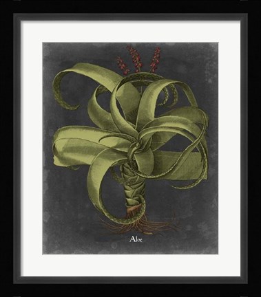 Framed Besler Dramatique IV Print
