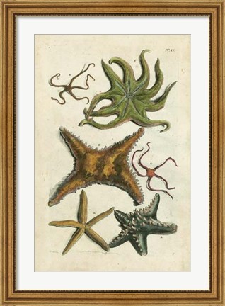 Framed Starfish Illustre Print