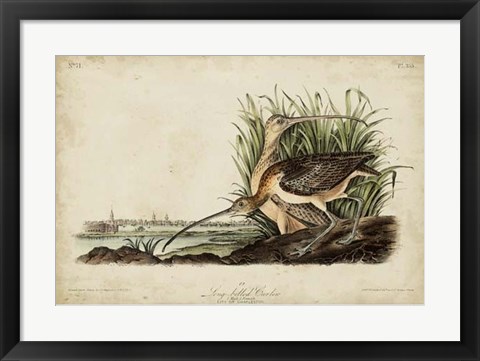 Framed Long-billed Curlew Print