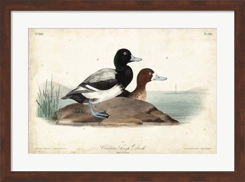 Framed Audubon Ducks III Print