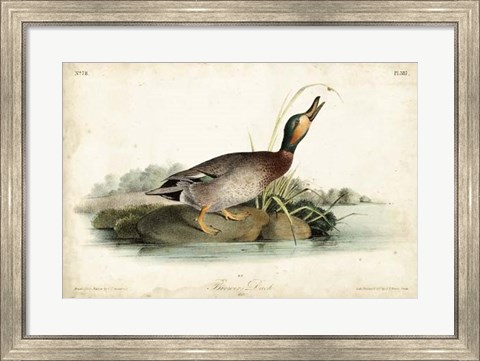 Framed Audubon Ducks V Print