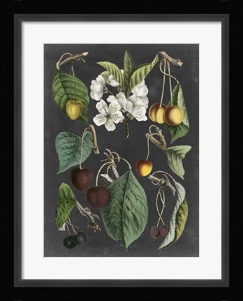 Framed Orchard Varieties II Print