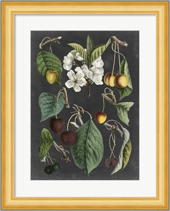 Framed Orchard Varieties II Print