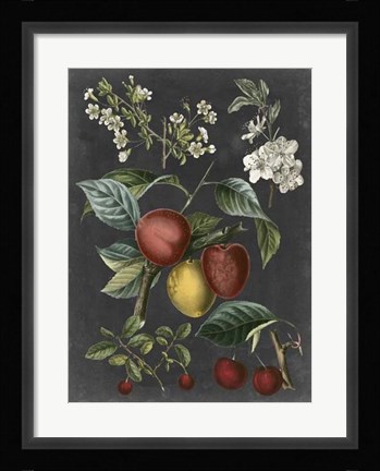 Framed Orchard Varieties III Print