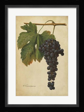 Framed Vintage Vines I Print