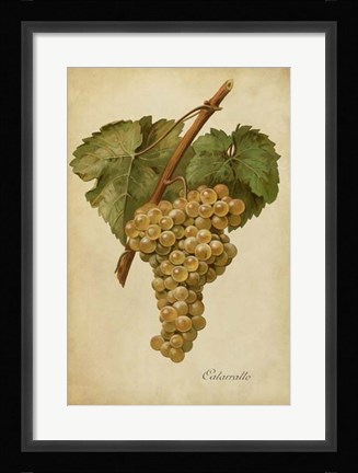 Framed Vintage Vines III Print