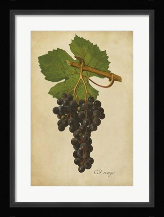 Framed Vintage Vines IV Print