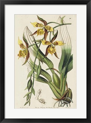 Framed Spring Orchid I Print