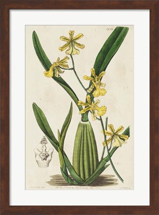 Framed Spring Orchid IV Print