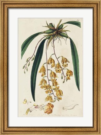 Framed Spring Orchid VI Print