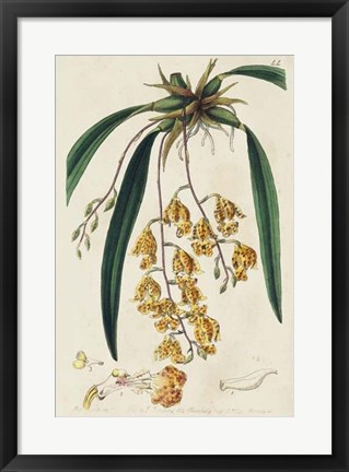 Framed Spring Orchid VI Print