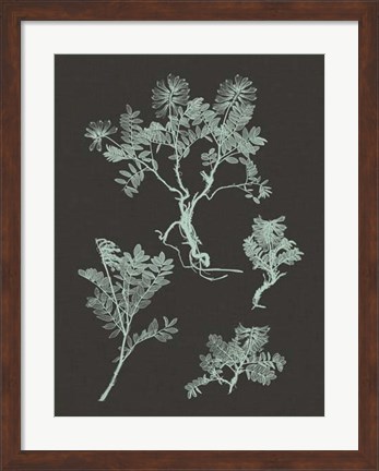 Framed Mint &amp; Charcoal Nature Study II Print