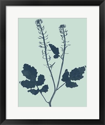 Framed Indigo &amp; Mint Botanical Study I Print