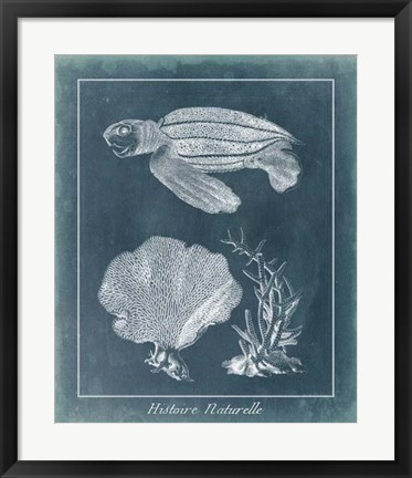 Framed Azure Sea Turtle Study II Print