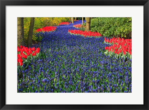 Framed Blue Dutch Tulip Flowerbed Print