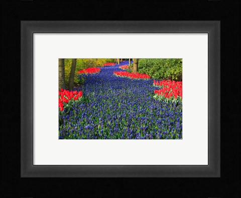 Framed Blue Dutch Tulip Flowerbed Print