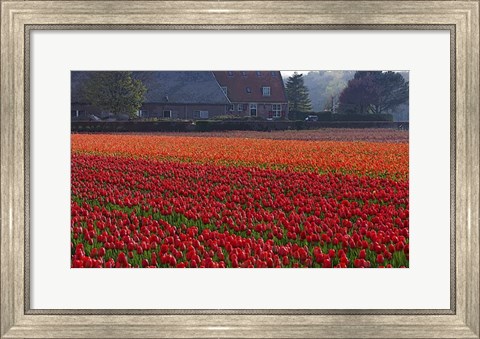 Framed Dutch Red Tulip Field Print